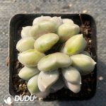 Echeveria Violet Double Heads