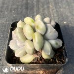 Echeveria Violet Double Heads - Image 2