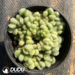 Sedum hintonii