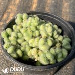 Sedum hintonii - Image 2