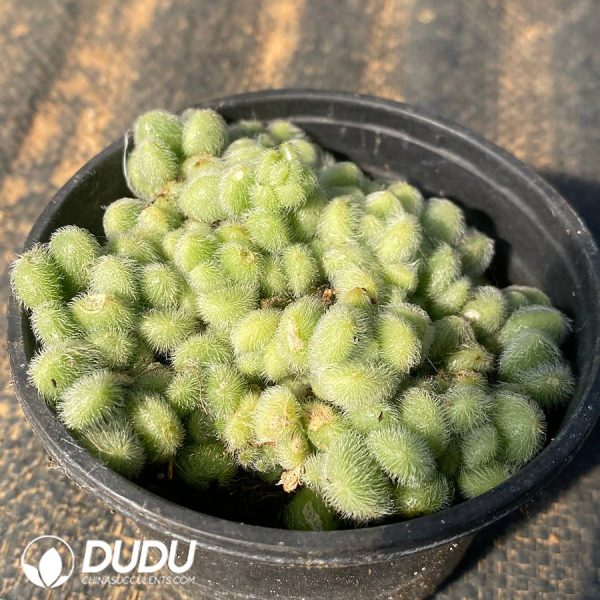 Sedum hintonii - Image 2