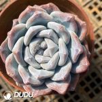 Echeveria Ice Jade