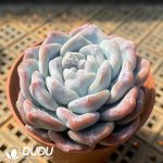 Echeveria Ice Jade - Image 2