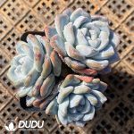 Echeveria Ice Jade Clustering