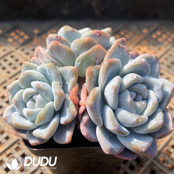 Echeveria Ice Jade Clustering - Image 2