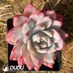 Echeveria Blue Bird