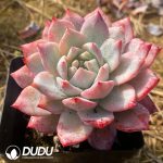 Echeveria Blue Bird - Image 2