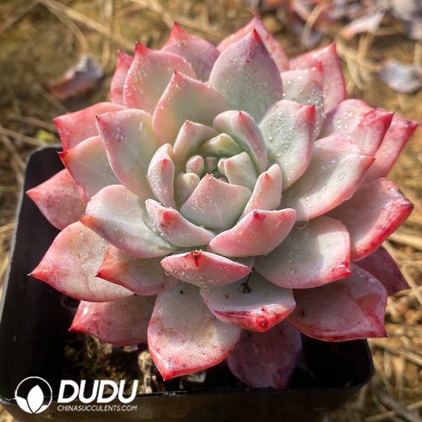 Echeveria Blue Bird - Image 2