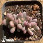 Pachyphytum Gem Beauty