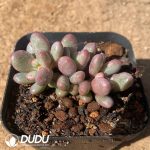 Pachyphytum Gem Beauty - Image 2