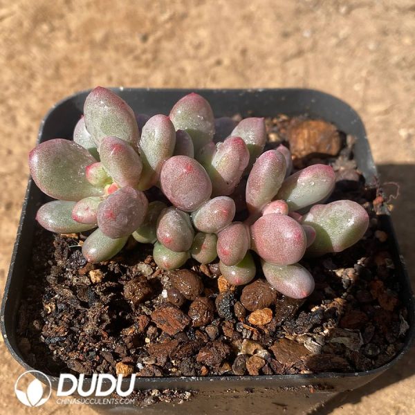 Pachyphytum Gem Beauty - Image 2