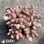 Pachyphytum Gem Beauty Clustering