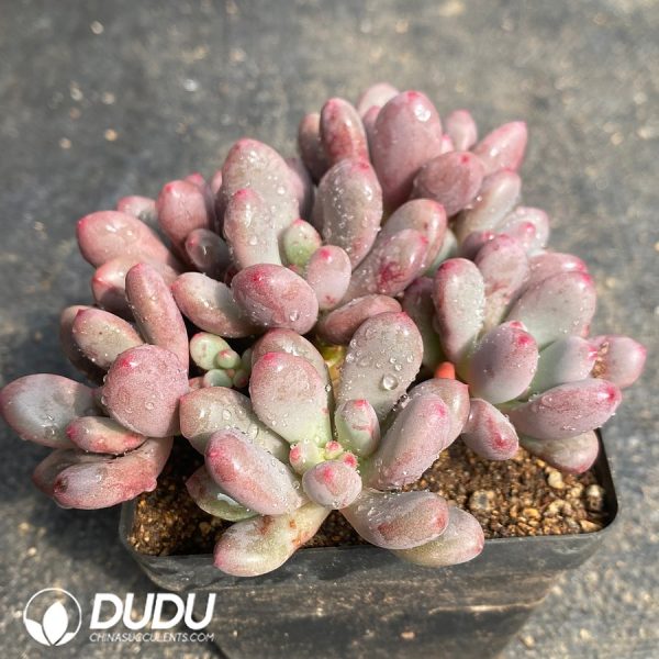 Pachyphytum Gem Beauty Clustering - Image 2