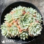 Echeveria Crystal Bubble Clustering