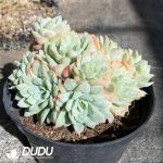 Echeveria Crystal Bubble Clustering - Image 2