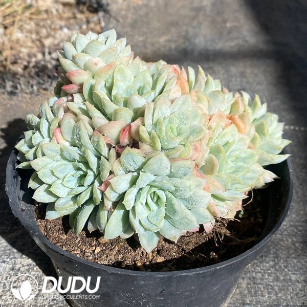 Echeveria Crystal Bubble Clustering - Image 2