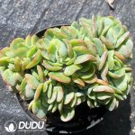 Echeveria Surprise Attack