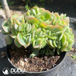 Echeveria Surprise Attack - Image 2