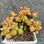 Echeveria Rolly Variegated Clustering - Image 2