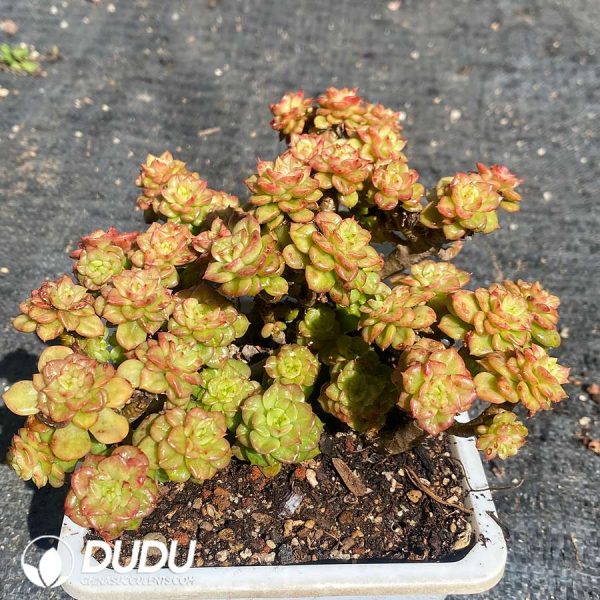 Echeveria Rolly Variegated Clustering - Image 2