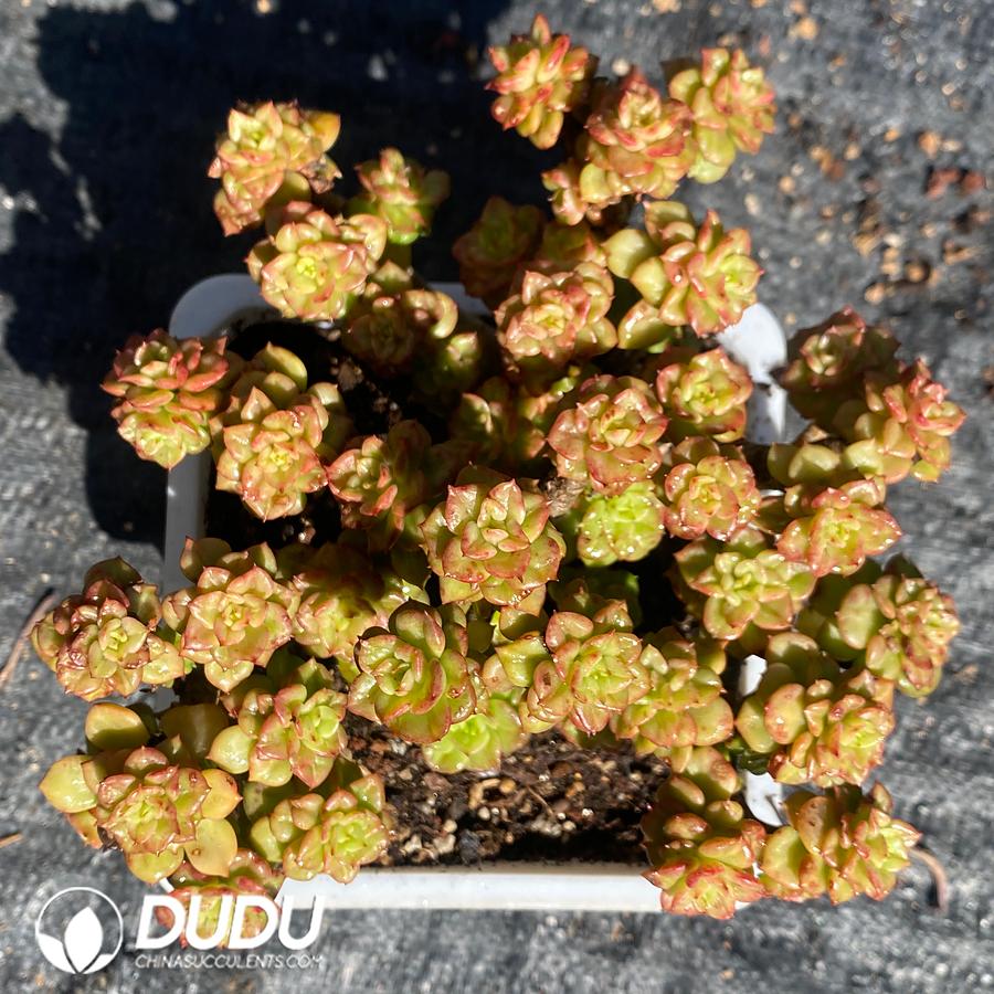 10854D180.jpg Echeveria Rolly Variegated Clustering - Image 1