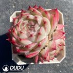 Echeveria Malgan Double Heads