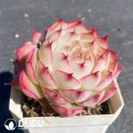Echeveria Malgan Double Heads - Image 2