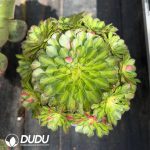 Aeonium Zhifou Clustering Large