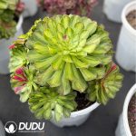 Aeonium Zhifou Clustering Large - Image 2