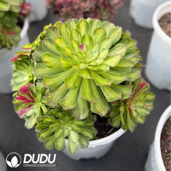 Aeonium Zhifou Clustering Large - Image 2