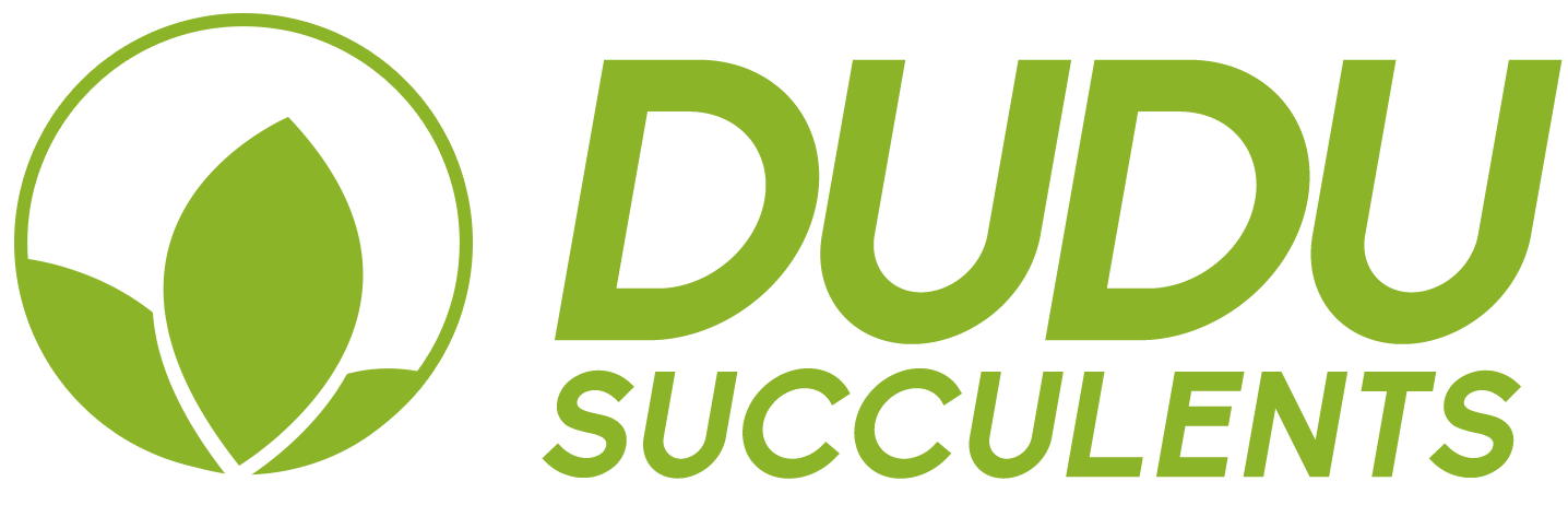 Dudu Wholesale Rare Live Succulents Plants Grower  Dudu Succulents |  Wholesale Succulents, Plug Trays & Cuttings (Export Ready)